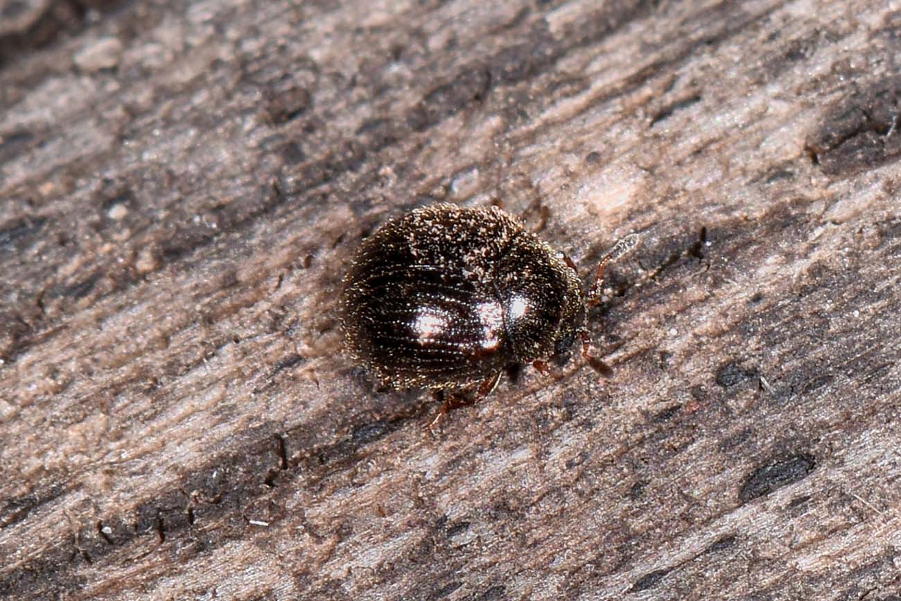 Sphindidae? S, Aspidiphorus sp.